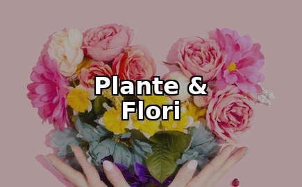 Plante & Flori